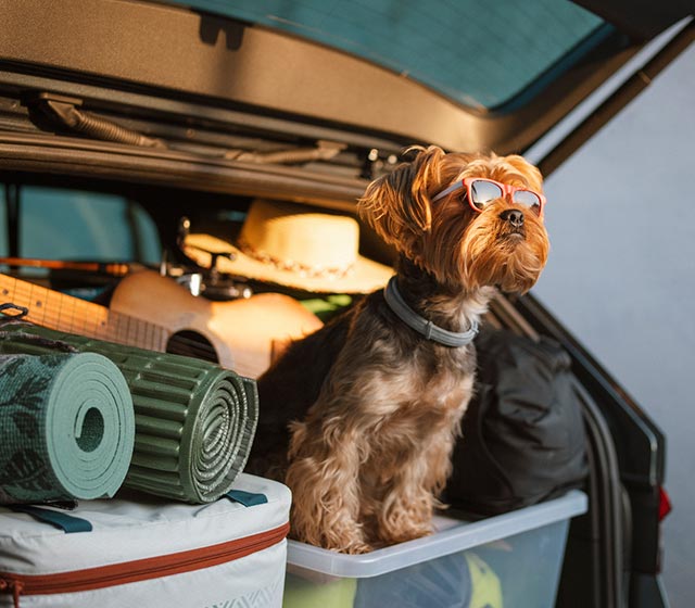 A yorkie pup in the back end of a vehicle loaded for vacation.
